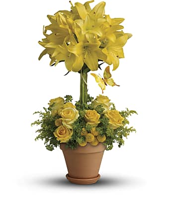 Yellow Fellow Flowers