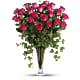 Dreaming in Pink - Long Stemmed Pink Roses