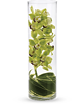 Green , Orchids , Zensational , Same Day Flower Delivery By Teleflora