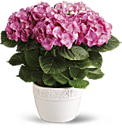Happy Hydrangea - Pink Plants