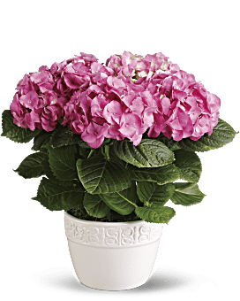 Hydrangée gaieté – plante rose