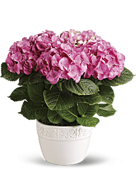 Happy Hydrangea - Pink