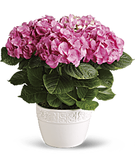 Happy Hydrangea - Planta rosa