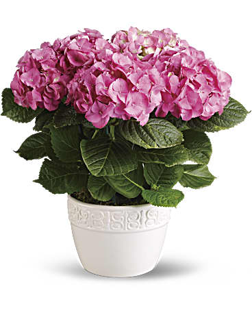 Happy Hydrangea - Rosa