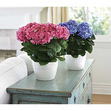 Happy Hydrangea - Pink Plant - Teleflora