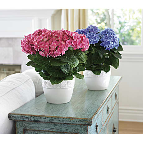 フラワー・ガーデニング thtrjrtj LET'S DANCE HOT STEPPER™ Bigleaf Hydrangea - Proven Winners