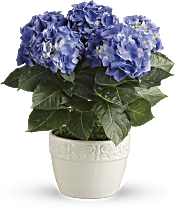 Happy Hydrangea - Blue Plants