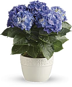 Happy Hydrangea