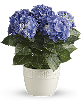 Hydrangée gaieté – Plante bleue