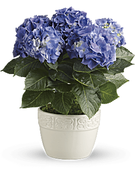 Happy Hydrangea - Planta azul