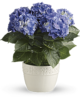 Happy Hydrangea - Planta azul