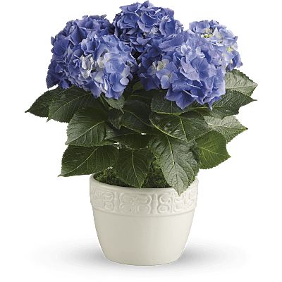 Happy Hydrangea - Blue