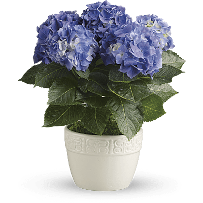 Happy Hydrangea - Azul