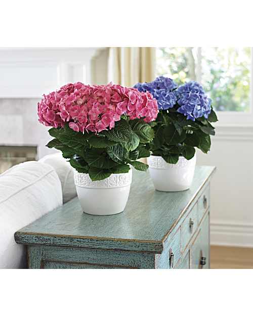 HappyHydrangea-Blue