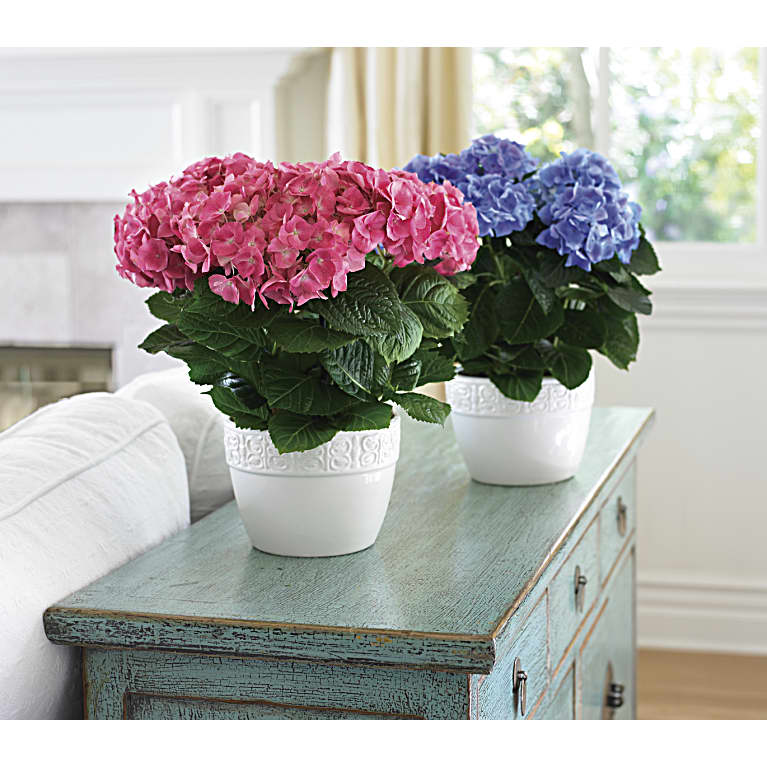 Happy Hydrangea - Blue