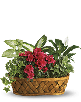 Pink , Mixed Bouquets , Plants Galore , Same Day Flower Delivery By Teleflora