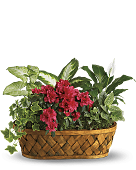 Teleflora's Secret Garden Basket #PL8TA • Canada Flowers