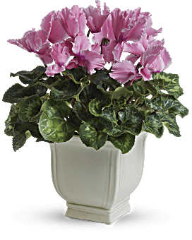 Pink , Mixed Bouquets , Sunny Cyclamen , Same Day Flower Delivery By Teleflora