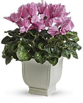 Sunny Cyclamen Plant