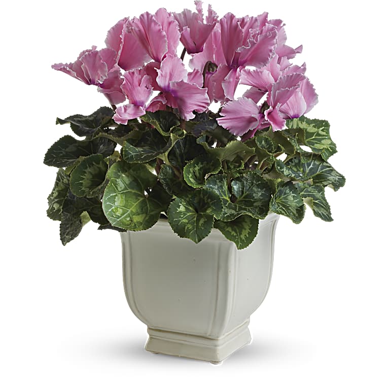 Sunny Cyclamen