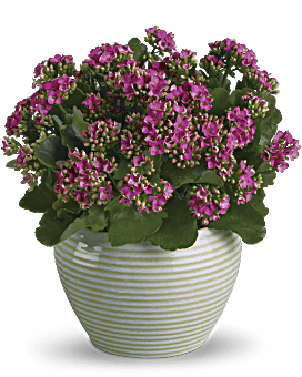 Pink , Mixed Bouquets , Bountiful Kalanchoe , Same Day Flower Delivery By Teleflora