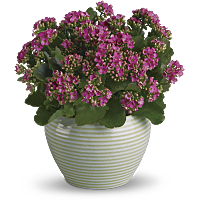 kalanchoe