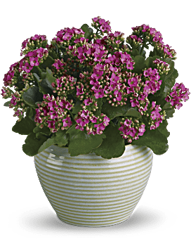 Planta abundante de Kalanchoe