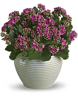 Bountiful Kalanchoe Plant