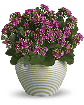 Planta abundante de Kalanchoe