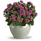 Bountiful Kalanchoe