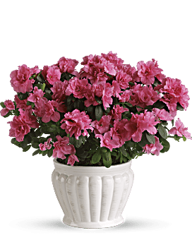 Pink , Mixed Bouquets , Pretty In Pink Azalea , Same Day Flower Delivery By Teleflora