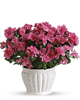 Azalée Jolie en rose, plante