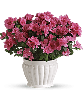 Pretty In Pink Azalea Plant