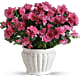Pretty In Pink Azalea