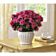 Pretty In Pink Azalea