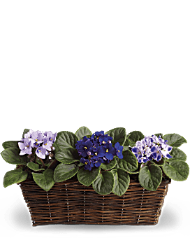 Two Lavender African Violet Plants, One Purple African Violet Plant In A Natural Woven Basket. Same Day Flower Delivery. Teleflora Sweet Violet Trio.
