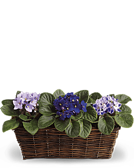 Sweet Violet Trio Plant