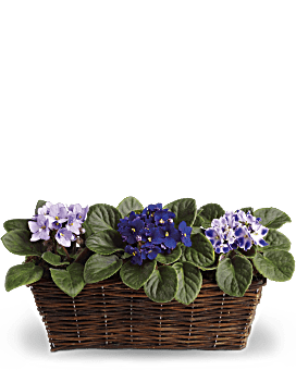 Sweet Violet Trio Plant