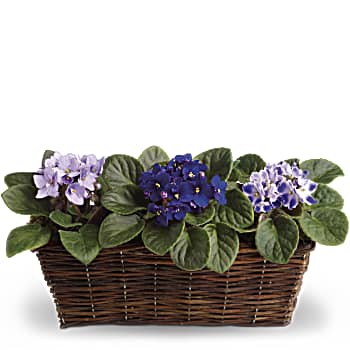 Sweet Violet Trio
