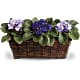 Sweet Violet Trio