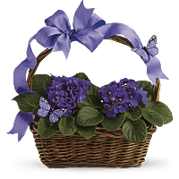 african violet