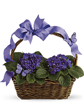 Planta de violetas y mariposas
