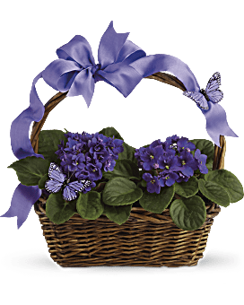 Violettes et papillons - Plante