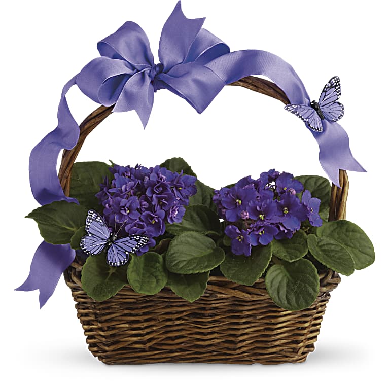 Violets And Butterflies