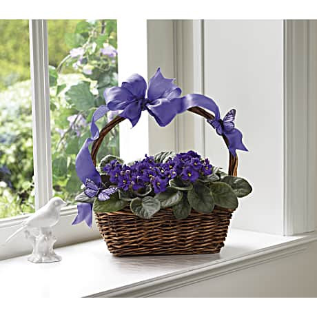Violets And Butterflies