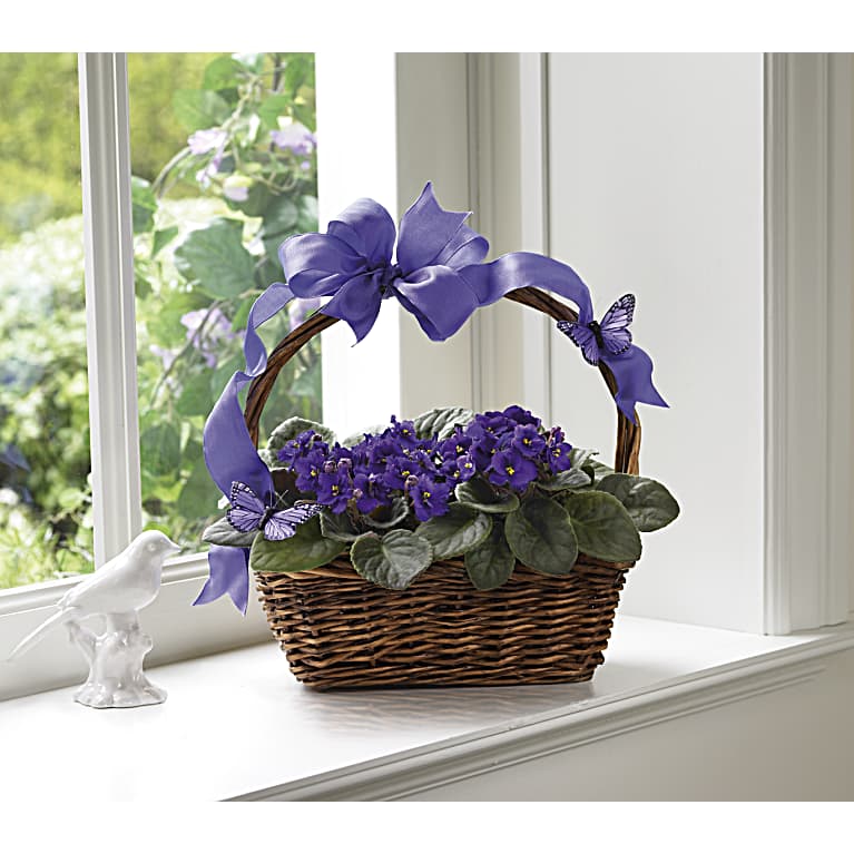 Violets And Butterflies