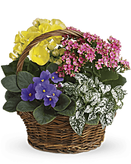 Multi-Colored, Mixed Bouquets, Spring Has Sprung Mixed Basket,  Flower Delivery By Teleflora