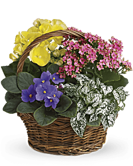 Multi-Colored, Mixed Bouquets, Spring Has Sprung Mixed Basket, Flower Delivery by Teleflora