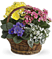 Spring Has Sprung Mixed Basket Plants