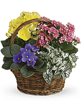 Spring Has Sprung Mixed Basket Plant